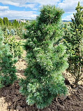 Сосна дрібноквіткова Schoon's Bonsai 3 річна, Сосна мелкоцветная Шунс Бонсай, Pinus parviflora Schoon's Bonsai, фото 6
