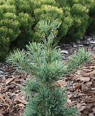 Сосна дрібноквіткова Schoon's Bonsai 3 річна, Сосна мелкоцветная Шунс Бонсай, Pinus parviflora Schoon's Bonsai, фото 5