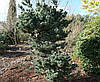 Сосна дрібноквіткова Schoon's Bonsai 2 річна, Сосна мелкоцветная Шунс Бонсай, Pinus parviflora Schoon's Bonsai, фото 8