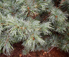 Сосна дрібноквіткова Schoon's Bonsai 3 річна, Сосна мелкоцветная Шунс Бонсай, Pinus parviflora Schoon's Bonsai, фото 4
