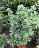 Сосна дрібноквіткова Schoon's Bonsai 2 річна, Сосна мелкоцветная Шунс Бонсай, Pinus parviflora Schoon's Bonsai, фото 9