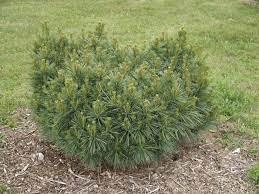 Сосна веймутова Umbraculifera 3 річна, Сосна веймутова Умбракулифера, Pinus strobus Umbraculifera - фото 3 - id-p1760801842
