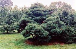 Сосна веймутова Umbraculifera 3 річна, Сосна веймутова Умбракулифера, Pinus strobus Umbraculifera, фото 2