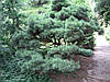 Сосна веймутова Umbraculifera 3 річна, Сосна веймутова Умбракулифера, Pinus strobus Umbraculifera, фото 3
