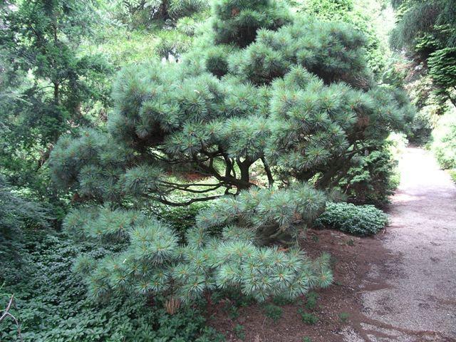 Сосна веймутова Umbraculifera 3 річна, Сосна веймутова Умбракулифера, Pinus strobus Umbraculifera - фото 7 - id-p1760801842