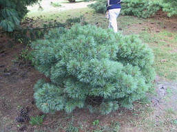 Сосна веймутова Umbraculifera 3 річна, Сосна веймутова Умбракулифера, Pinus strobus Umbraculifera, фото 2