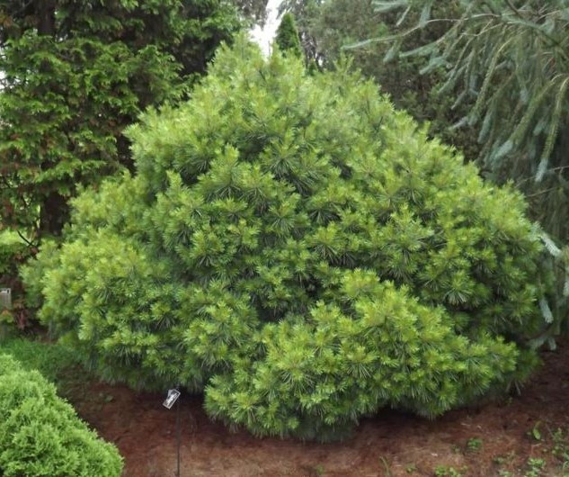 Сосна веймутова Umbraculifera 3 річна, Сосна веймутова Умбракулифера, Pinus strobus Umbraculifera - фото 1 - id-p1760801842
