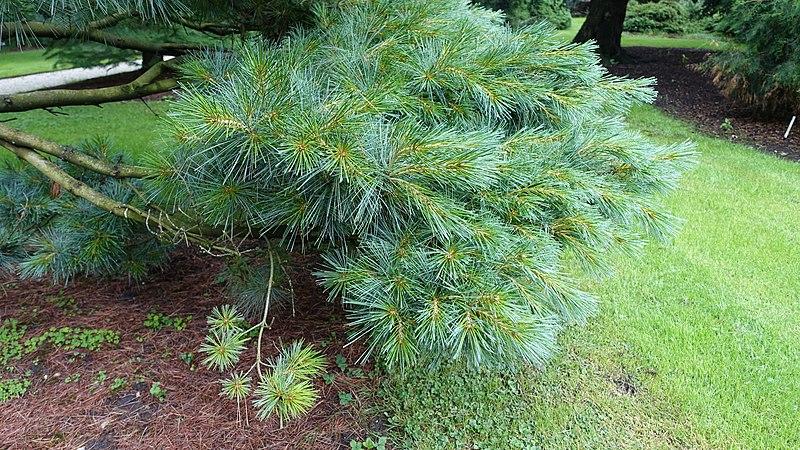 Сосна веймутова Umbraculifera 3 річна, Сосна веймутова Умбракулифера, Pinus strobus Umbraculifera - фото 6 - id-p1760801842