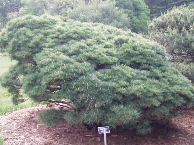 Сосна веймутова Umbraculifera 3 річна, Сосна веймутова Умбракулифера, Pinus strobus Umbraculifera - фото 5 - id-p1760801842