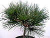 Сосна веймутова Umbraculifera 3 річна, Сосна веймутова Умбракулифера, Pinus strobus Umbraculifera, фото 4