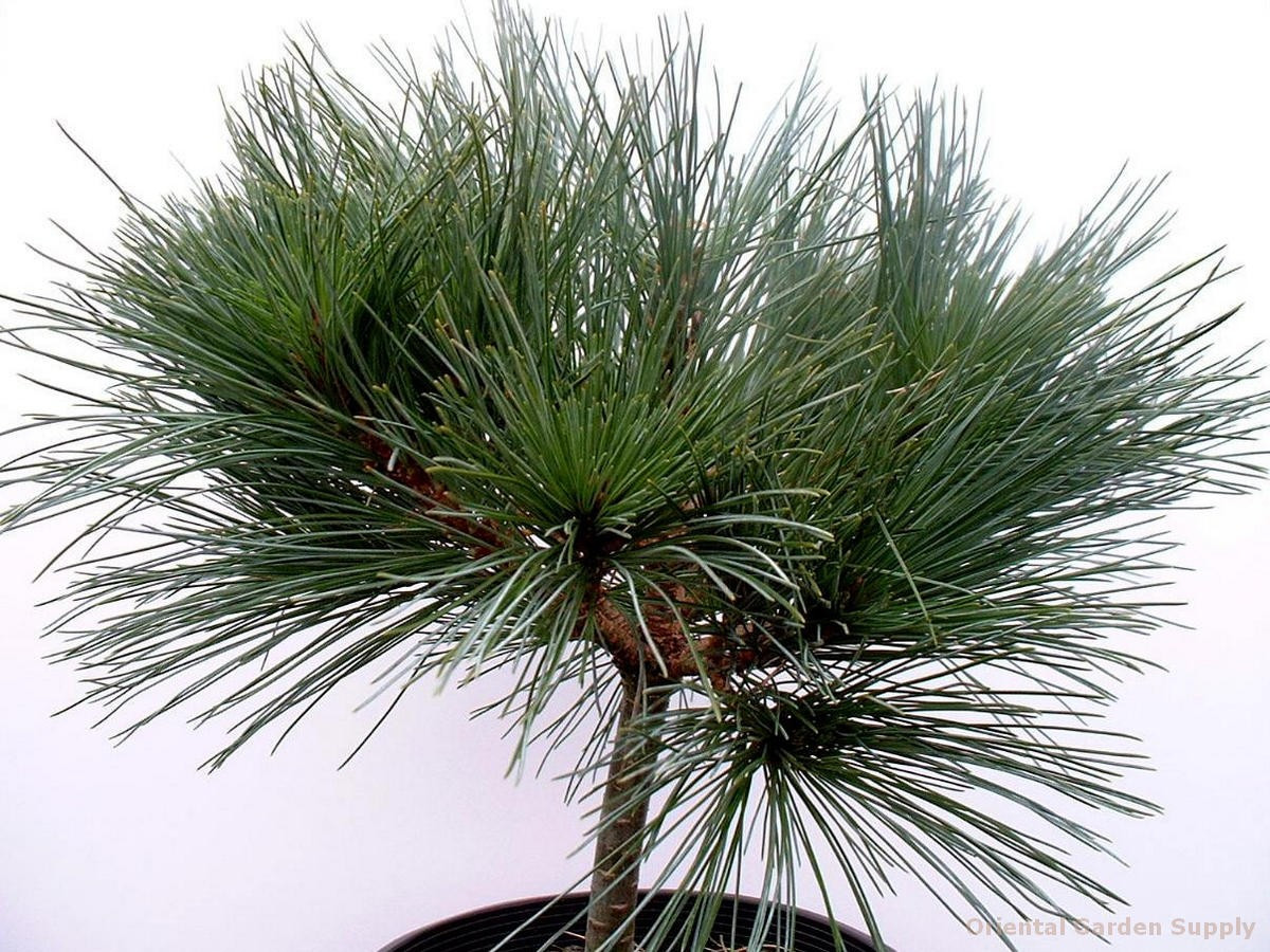 Сосна веймутова Umbraculifera 3 річна, Сосна веймутова Умбракулифера, Pinus strobus Umbraculifera - фото 8 - id-p1760801842