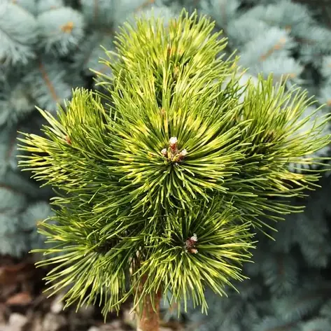 Сосна гірська Sunshine 2 річна на штамбі 60-80см, Сосна горная Саншайн, Pinus mugo Sunshine, фото 1