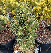 Сосна чорна Комет / С7,5 / h 40-50 / Pinus nigra Komet