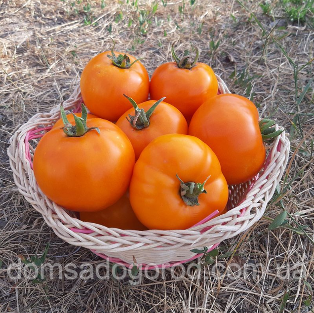 Томат БАТУР F1| BATUR F1 Libra Seeds 1000семян