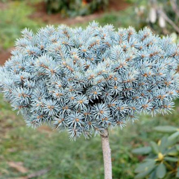 Ялина колюча Blue Pearl 2 річна на штамбі 0.4-0.6м, Ель колючая Блю Перл на штамбе, Picea pungens Blue Pearl