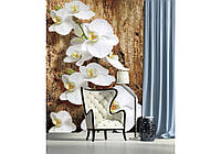 Квартира флизелиновые фотообои с цветами в зал 206x275 см 3Д Яркие белые орхидеи (1017VEA)+клей