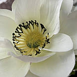 Штучна квітка Мак - 4 квітки, гілка, тканина, пластик, 56 см, білий (130467), фото 4