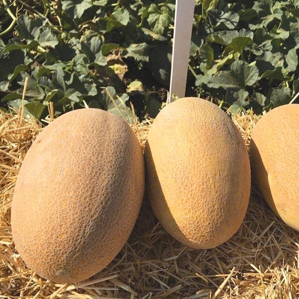 Насіння дині Мабелла F1, 1000 насіння — середньоранній, типу Ананас, Clause