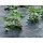 Тканий агротекстиль Agrojutex 100г/м2, 3,3 м*100м, агротканина мульчуюча, фото 6