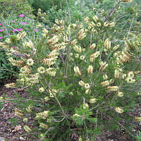 Каллістемон "Widdicombe Gem".
Callistemon sieberi "Widdicombe Gem".