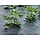 Тканий агротекстиль AGROCOVER (Agrojutex) 100 г/м2 1,05*100м, Мульчуюча агротканина, фото 6