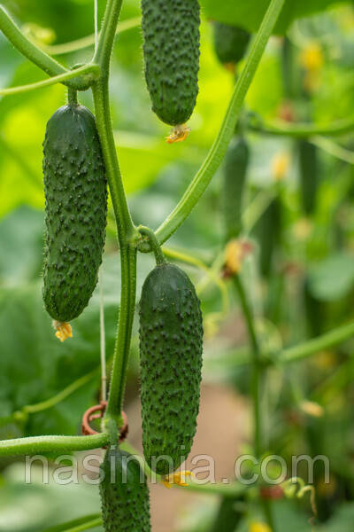 Огірок Ілонара F1 10 насінин, фото 1