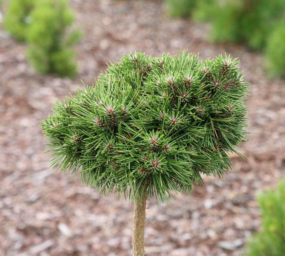 Сосна чорна Bayo 2 річна на штамбі 60см, Сосна черная Байо на штамбе, Pinus nigra Bayo