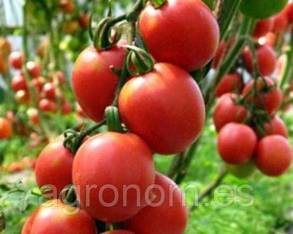 Насіння томату ХАННІ МУН F1 1000 насінин Clause Seeds