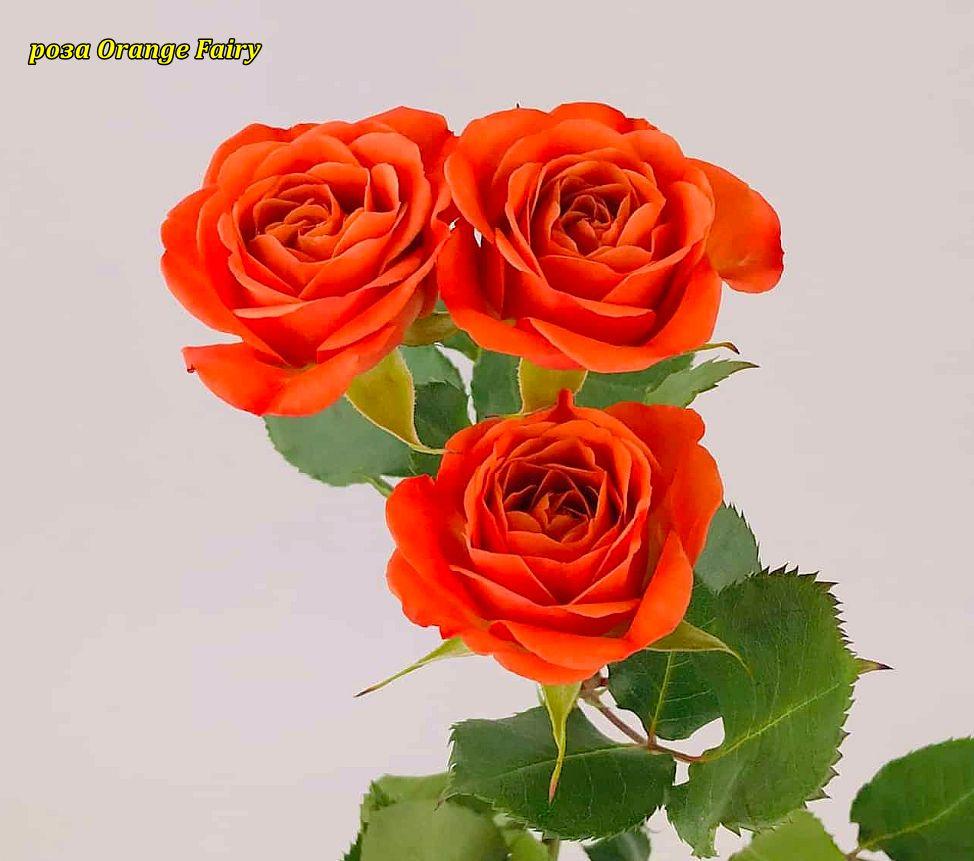 Троянда Orange Fairy (Оранж Фаєр) спрей, фото 1