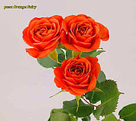 Роза Orange Fairy (Оранж Фаер) спрей