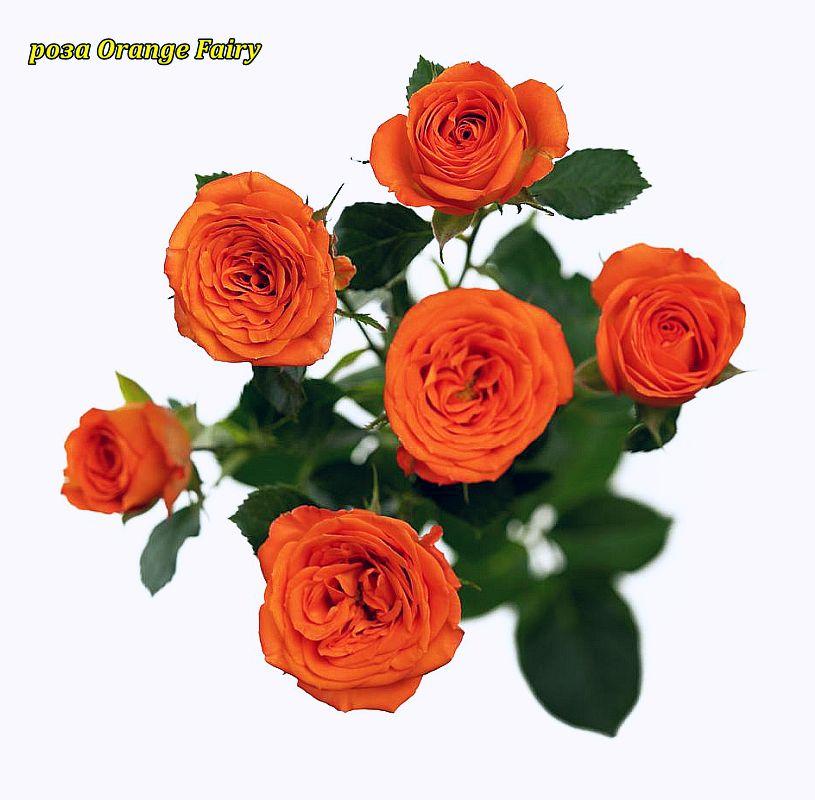Троянда Orange Fairy (Оранж Фаєр) спрей. горщ 4л, фото 1
