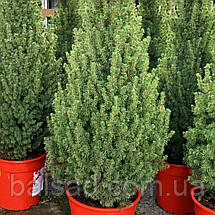 Ялина глаука Перфекта / C5 / h 50-60 / Picea glauca Perfecta, фото 5