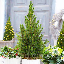 Ялина глаука Перфекта / C5 / h 50-60 / Picea glauca Perfecta, фото 4