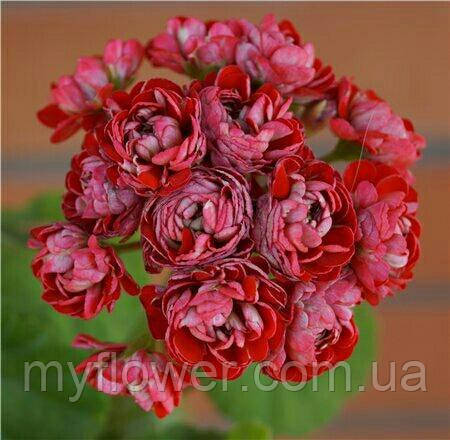Розебудная пеларгонія Cook`s Scarlet And White