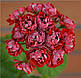 Розебудная пеларгонія Cook`s Scarlet And White, фото 2