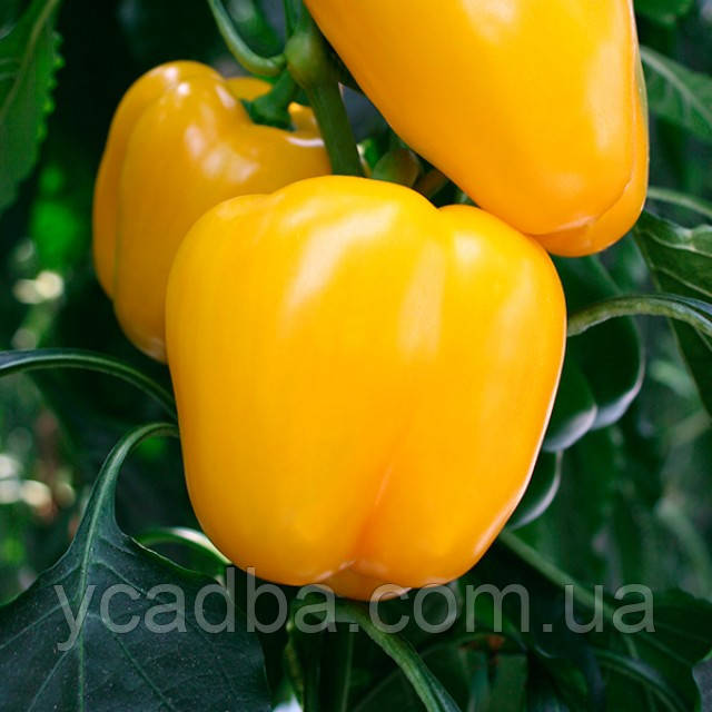 Насіння Перцю солодкого Золота діжка (0.25г), фото 1