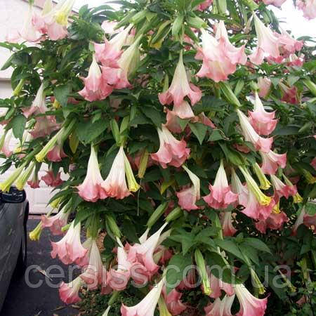 Бругмансія дурман датура труби янгола саджанці рожева Brugmansia