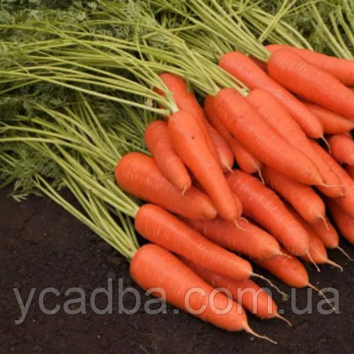 Насіння Моркви Королева осені (3г), фото 1