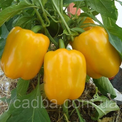 Насіння перцю солодкого Еней (0.25г), фото 1