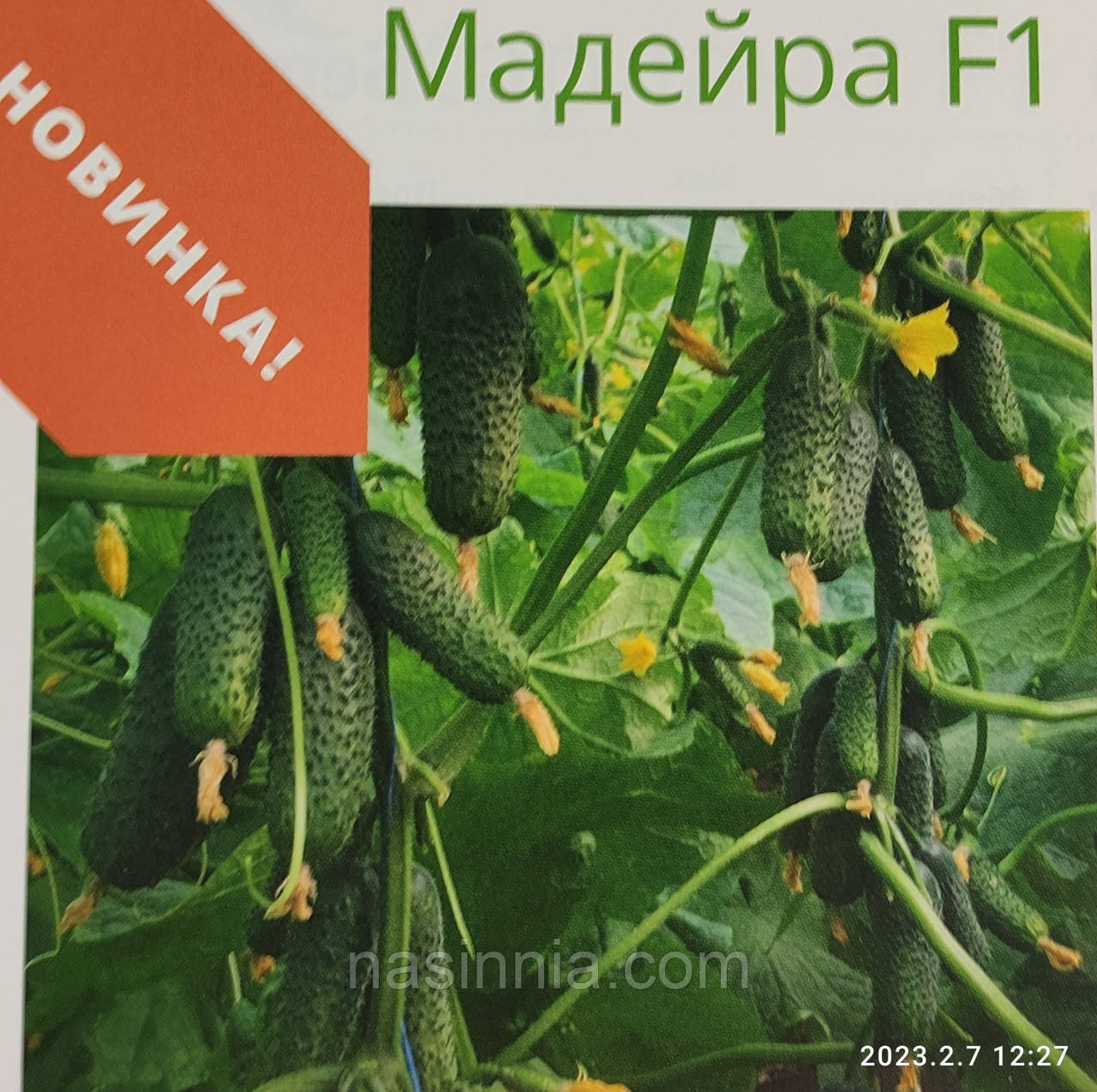 Огірок Мадейра F1 50 насінин