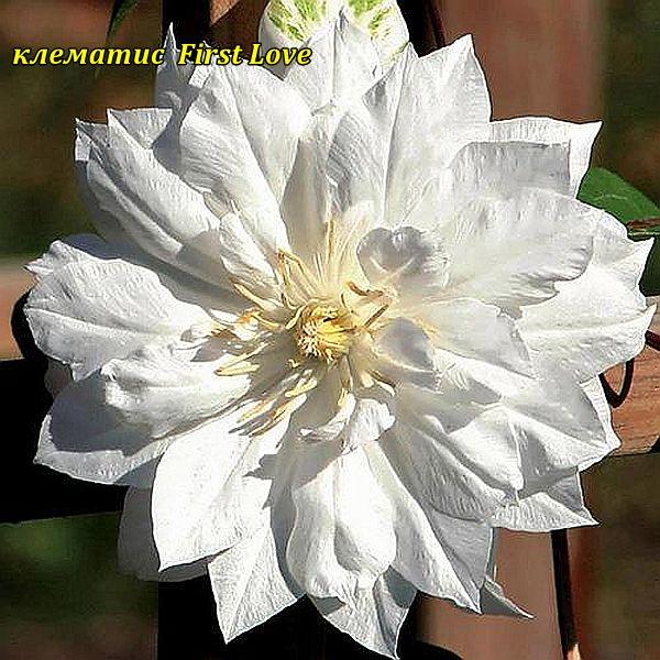 Клематіс First Love (Ферст Лав)