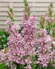 Набір цибулин тубероз: The Pearl 2 цибулини,  Pink Sapphire 1 цибулина (поліантес), фото 5