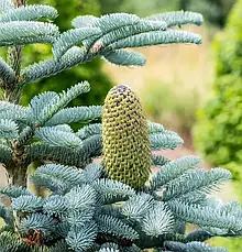 Ялиця високоросла Glauca 3 річна, Пихта высокорослая Глаука, Abies procera Glauca, фото 5