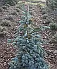 Ялиця високоросла Glauca 3 річна, Пихта высокорослая Глаука, Abies procera Glauca, фото 9