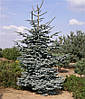 Ялиця високоросла Glauca 3 річна, Пихта высокорослая Глаука, Abies procera Glauca, фото 8