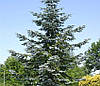 Ялиця високоросла Glauca 3 річна, Пихта высокорослая Глаука, Abies procera Glauca, фото 10