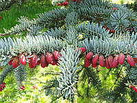 Ялиця високоросла Glauca 3 річна, Пихта высокорослая Глаука, Abies procera Glauca