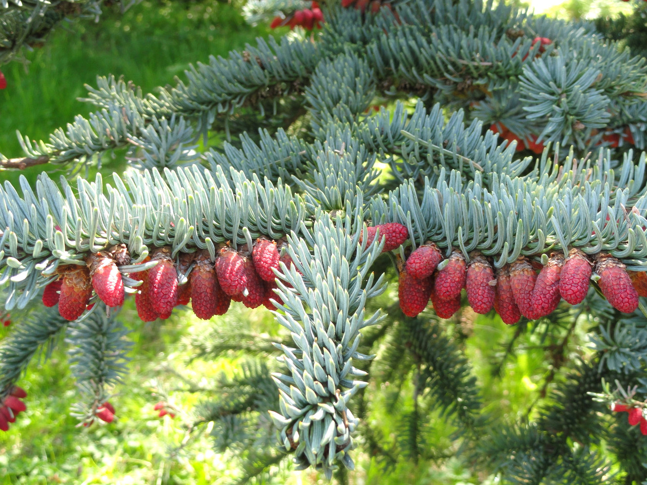 Ялиця високоросла Glauca 3 річна, Пихта высокорослая Глаука, Abies procera Glauca