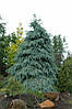 Ялина енгельмана Bush's Lace 3 річна, Ель энгельмана Буш Лейс, Picea engelmannii Bush's Lace, фото 9