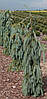Ялина енгельмана Bush's Lace 3 річна, Ель энгельмана Буш Лейс, Picea engelmannii Bush's Lace, фото 11